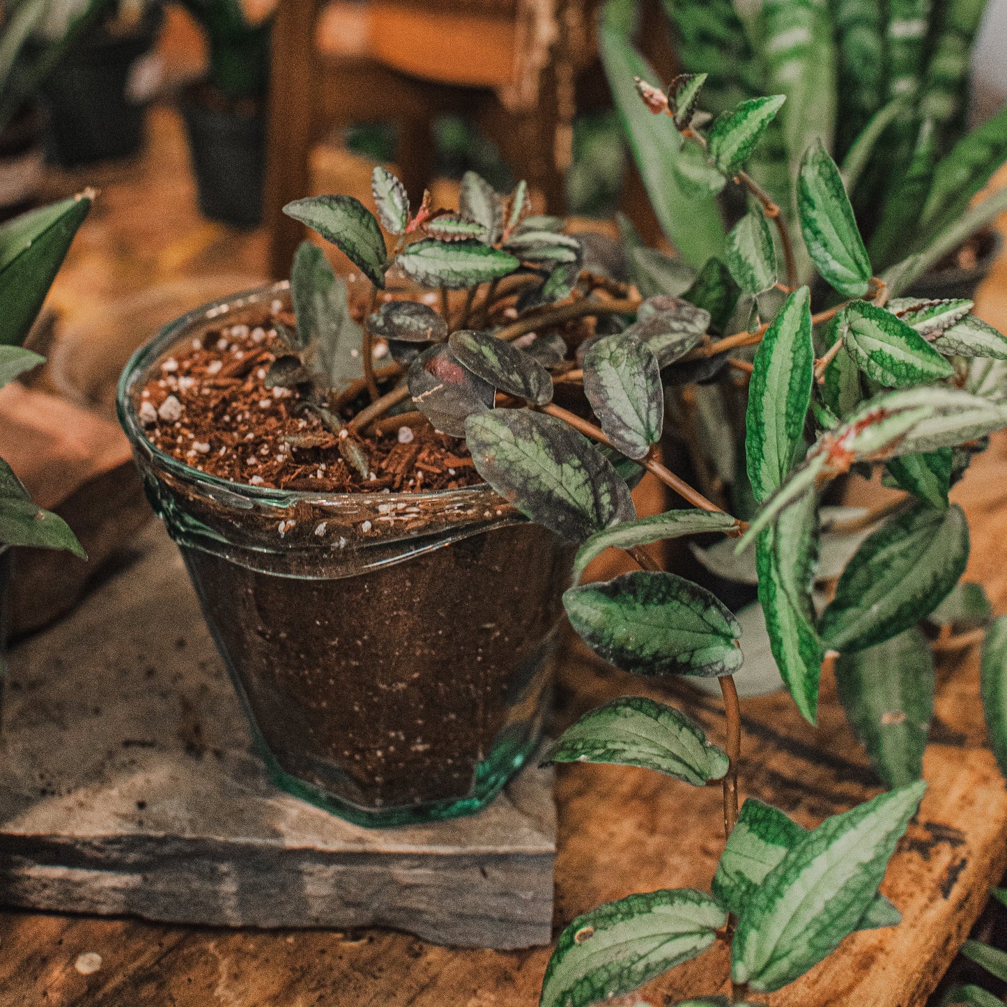 Potted plant in glass pot
