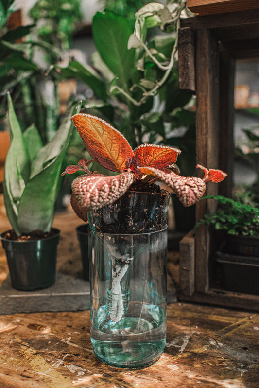 Self-watering Planter