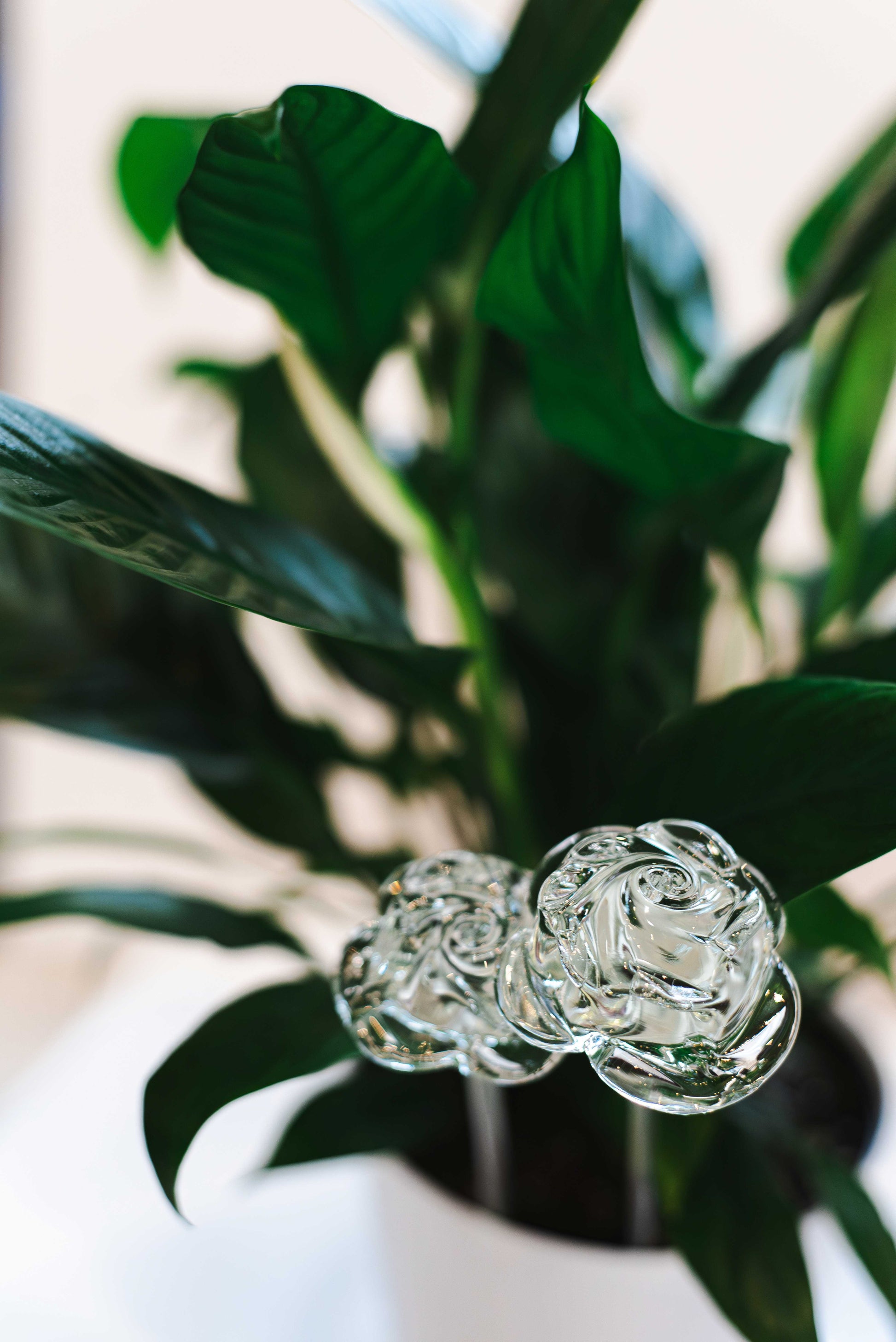 recycled glass rose with green plants