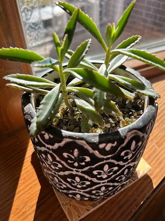 gritty plant sitting in indoor small pot