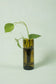 amber self-watering planter made from recycled glass with plant propogating
