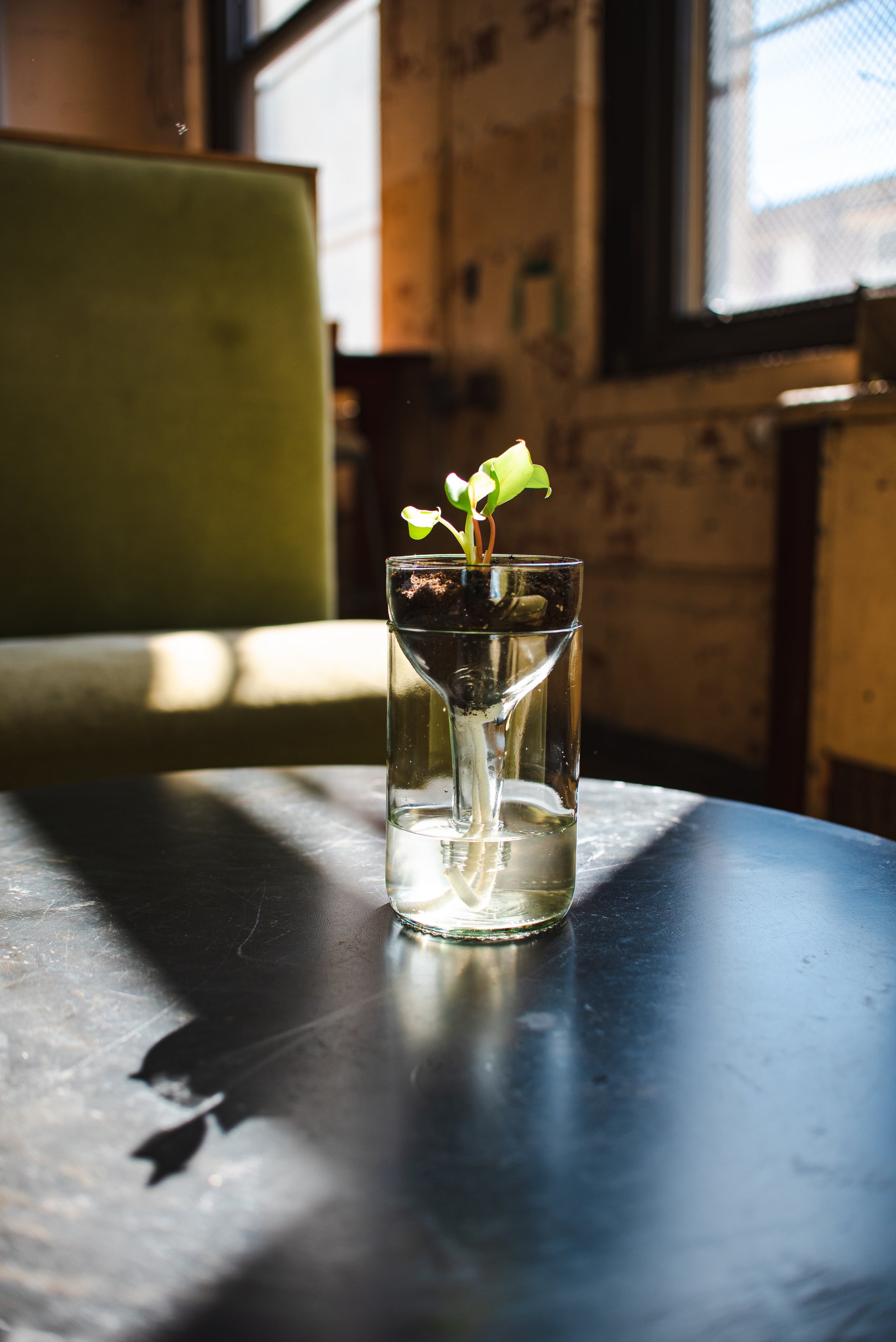 Clear glass self-watering planter made from recycled wine bottle sitting on black table with plant and soil in it