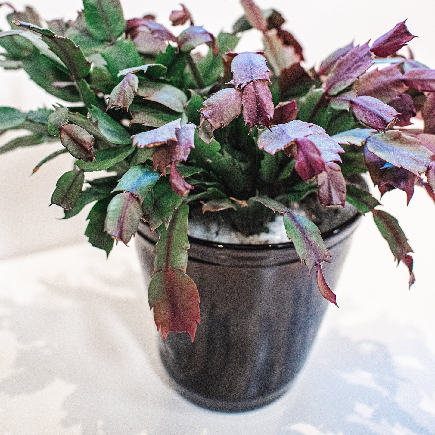 Recycled Glass Plant Pot