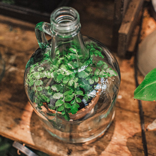 Glass container with green plants on a wooden surface