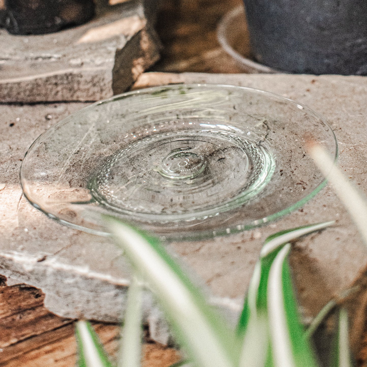 Clear glass plate for plants