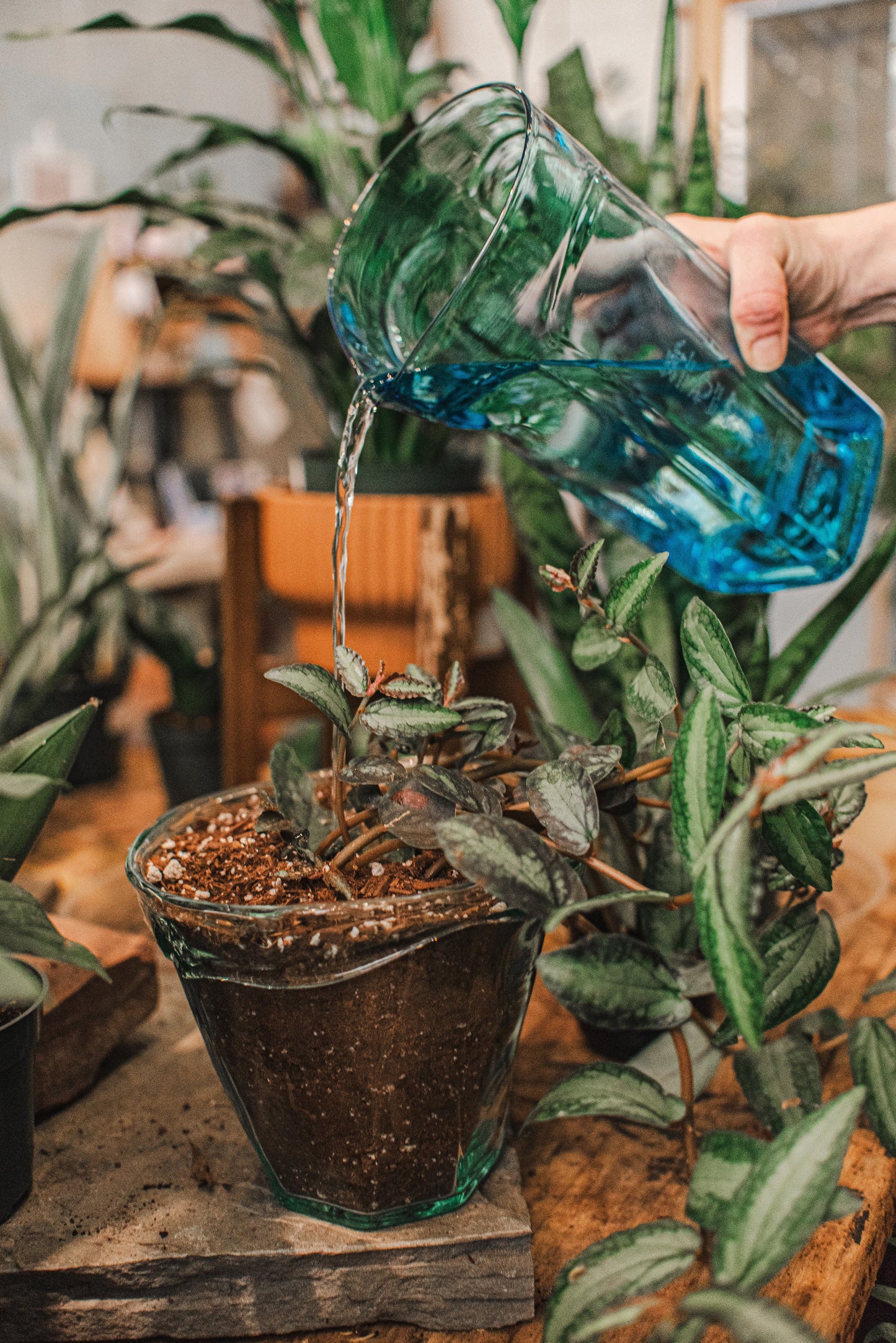 Person watering a plant in a glass pot with a blue pitcher in a garden setting