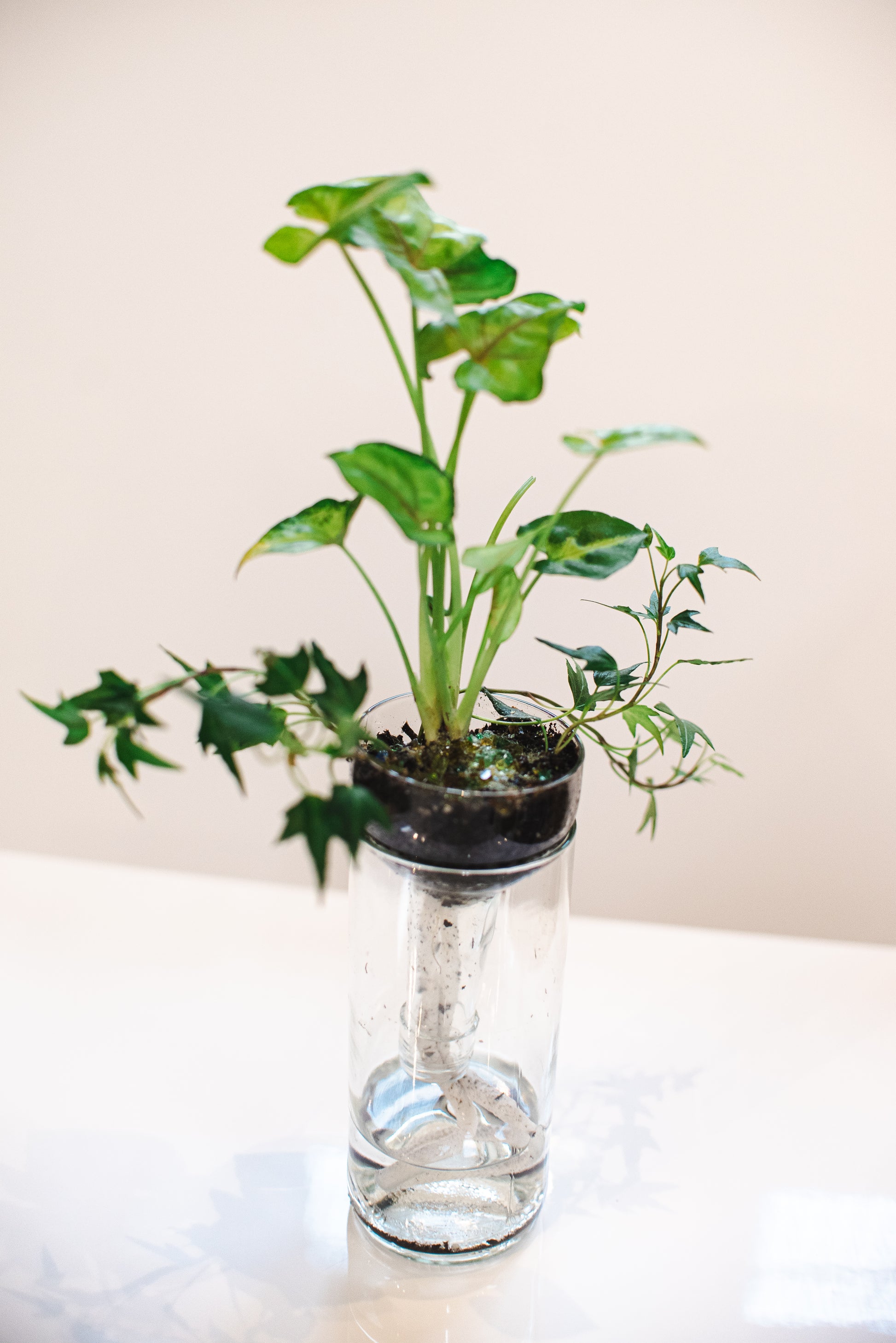 glass vase for indoor plants Self-watering Planter Made From Recycled Glass Aqua / XL