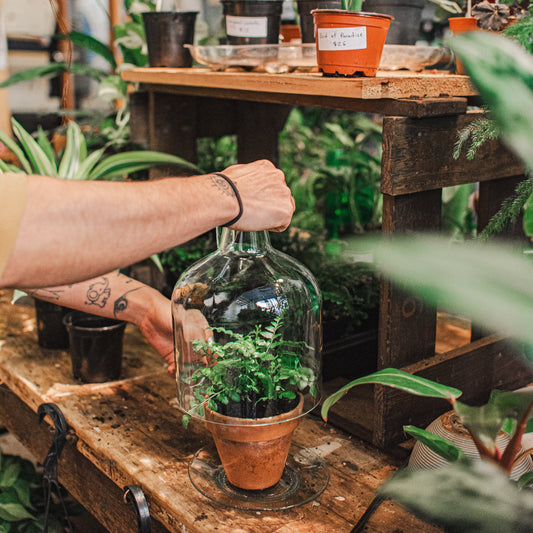 Recycled Glass Cloche