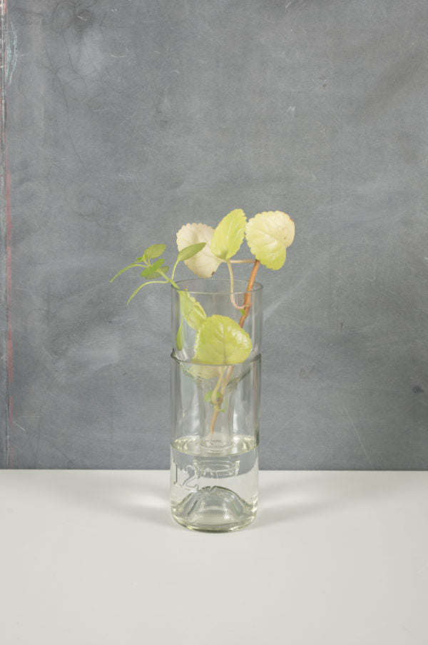 clear self-watering planter made from recycled glass with plant propogating