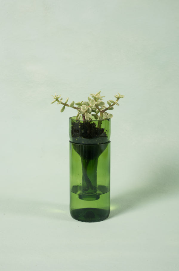 emerald self-watering planter made from recycled glass with plant propogating