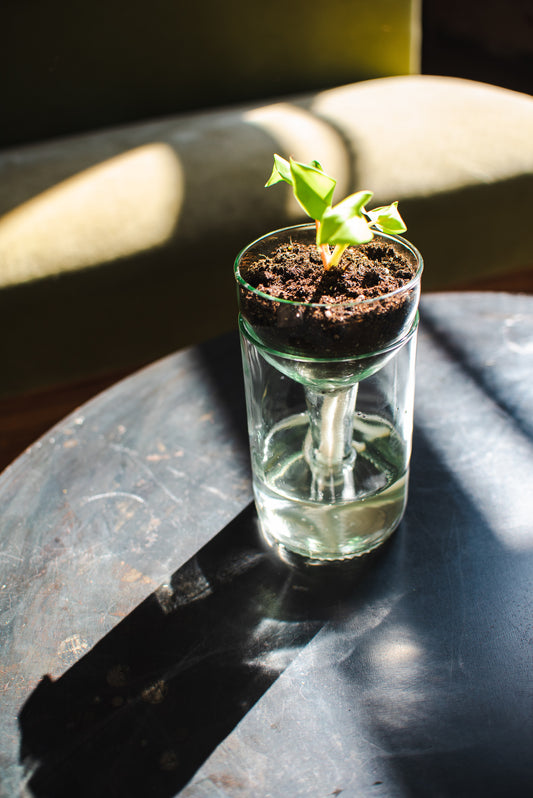 Clear glass self-watering planter made from recycled wine bottle sitting on black table with plant and soil in it