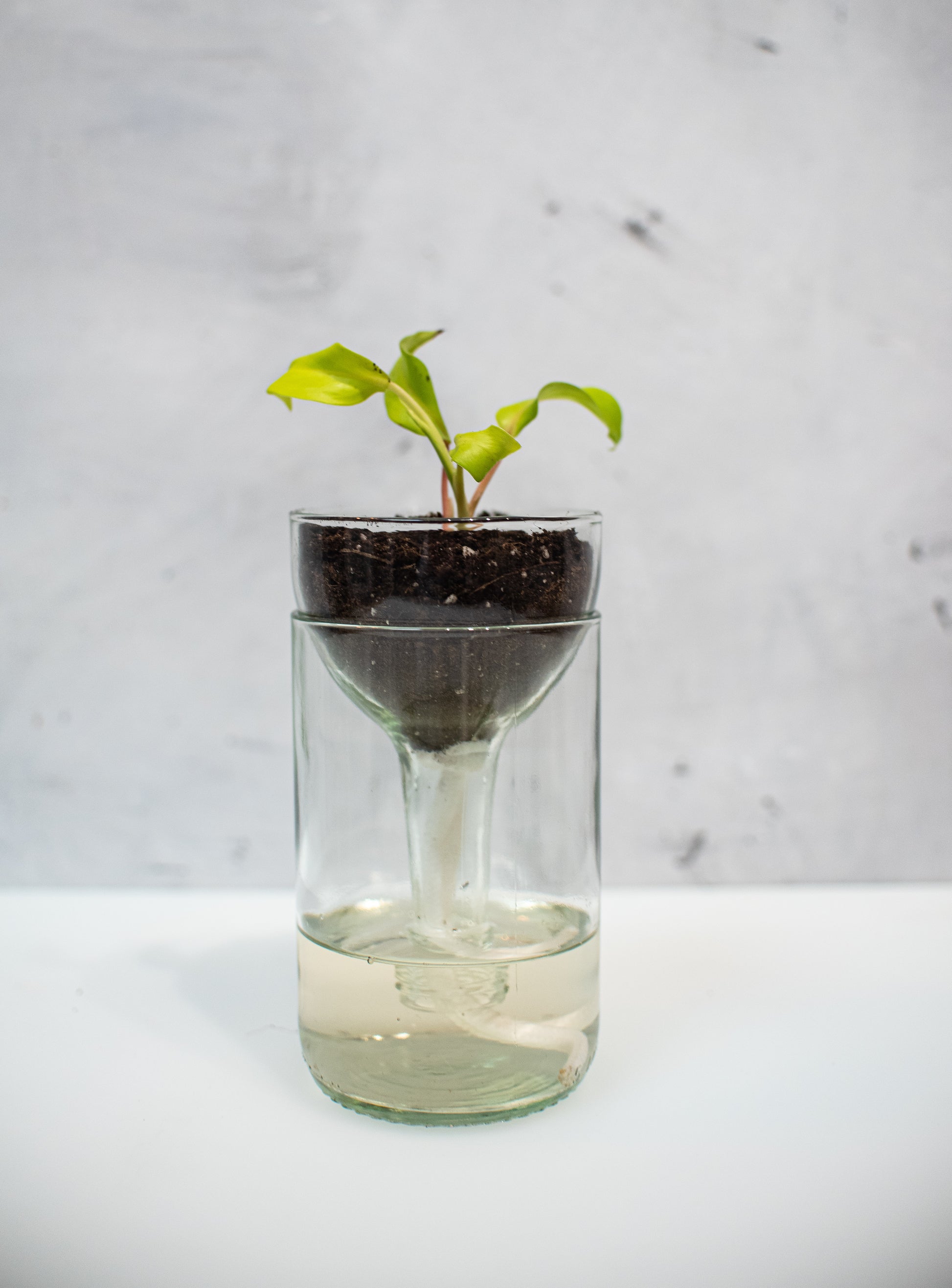 glass self watering planter Self-watering Planter Made From Recycled Glass – Remark Glass